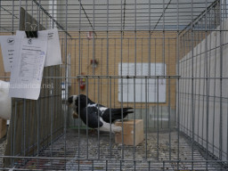 XIV Concurso Exposición de Palomas de Raza en Mula 2024